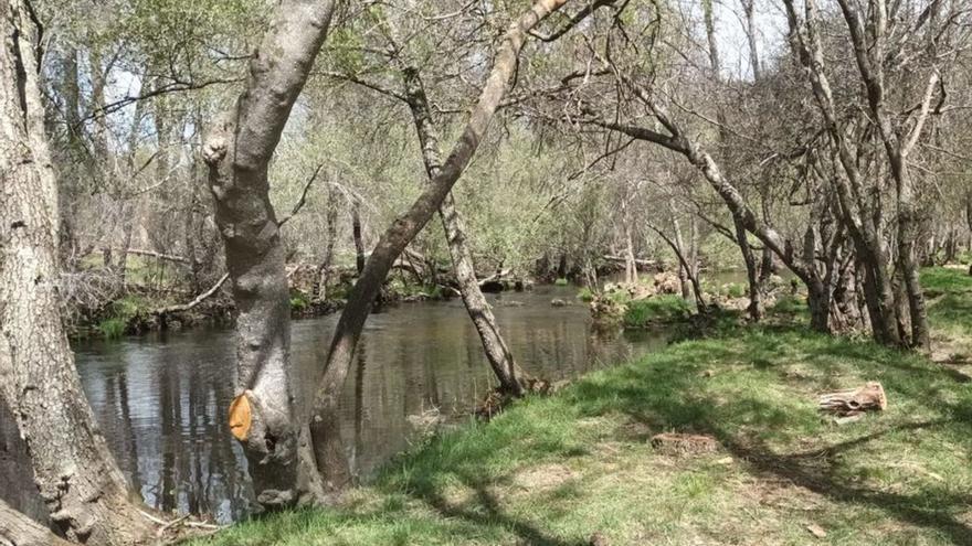 CHD limpia dos tramos del río en Santa Eulalia y Rionegro del Puente