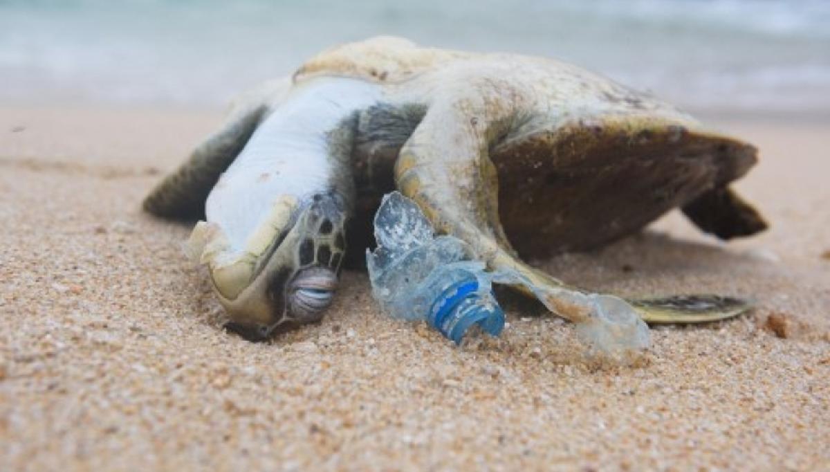 Los envases continúan yendo al mar y matando la fauna marina