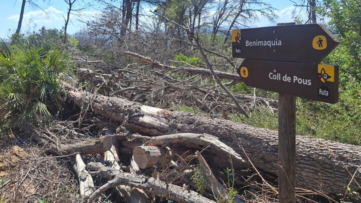 Pinos caídos y secos junto al cartel de la ruta del Coll de Pous a Benimaquia