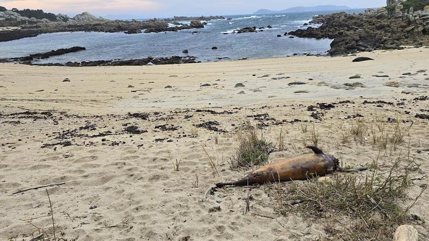 Un delfín putrefacto en una de las playas mecas.