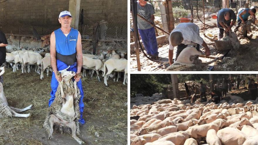 De 1 a 3 minutos de esquila por oveja para liberar a un millar del calor