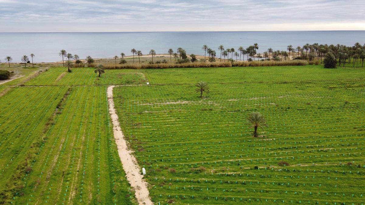 Palmeral de Ferrís con una vista aérea de la zona en la que ha puesto en marcha un proyecto de producción de vinos