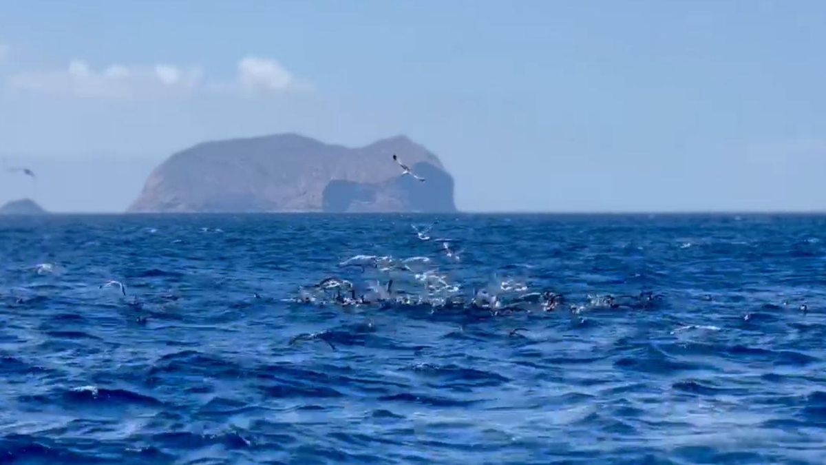 Gaviotas pescando en el Archipiélago Chinijo.