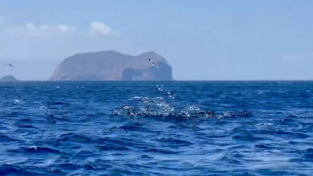 El gran banquete de gaviotas y pardelas en Canarias: un “lujo”