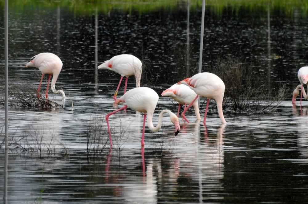 Flamencos y todo tipo de aves en la Laguna de Villena