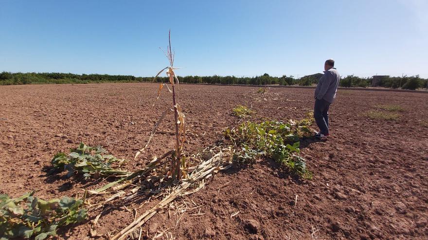 Los agricultores de Castellón urgen medidas ante el imparable avance de la plaga de jabalís