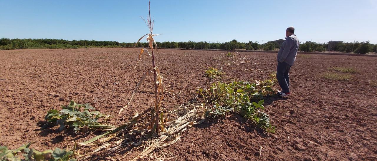 Plantación de maíz en Almassora afectada por el paso de dicha especie invasora de animales.