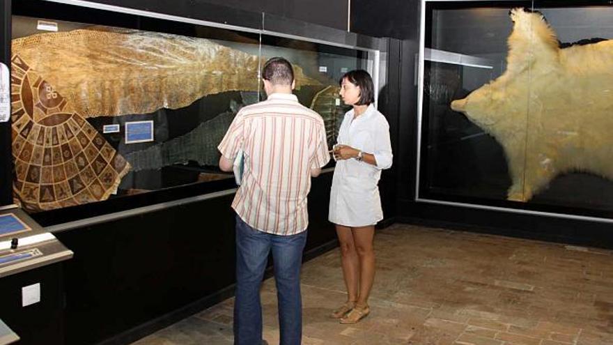 El Museo de la Biodiversidad de Ibi expone una destacada cantidad de animales y productos incautados
