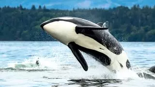 Científicos descubren que las orcas y los delfines han alcanzado un punto de “no retorno” evolutivo y no podrán volver a tierra firme