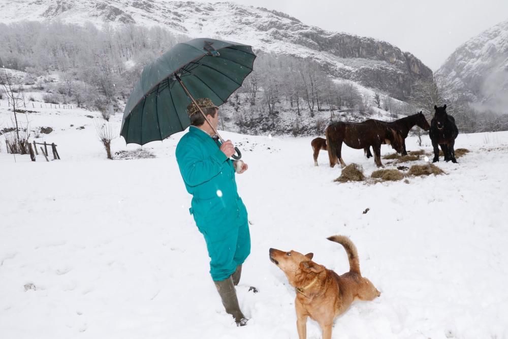 Temporal de nieve en Viego (Ponga)