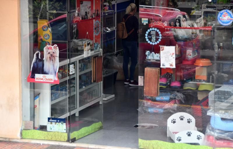 Perros en un escaparate en una tienda de San Grego