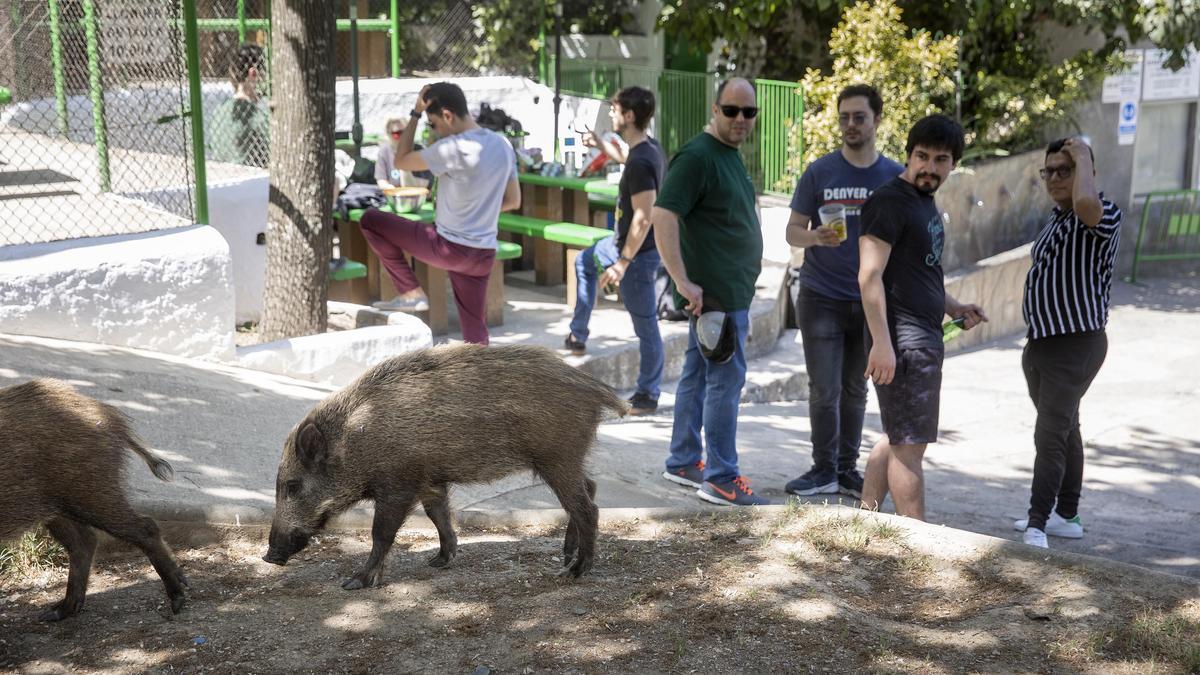 Un grupo de jabalís se acercan al merendero de Les Planes.