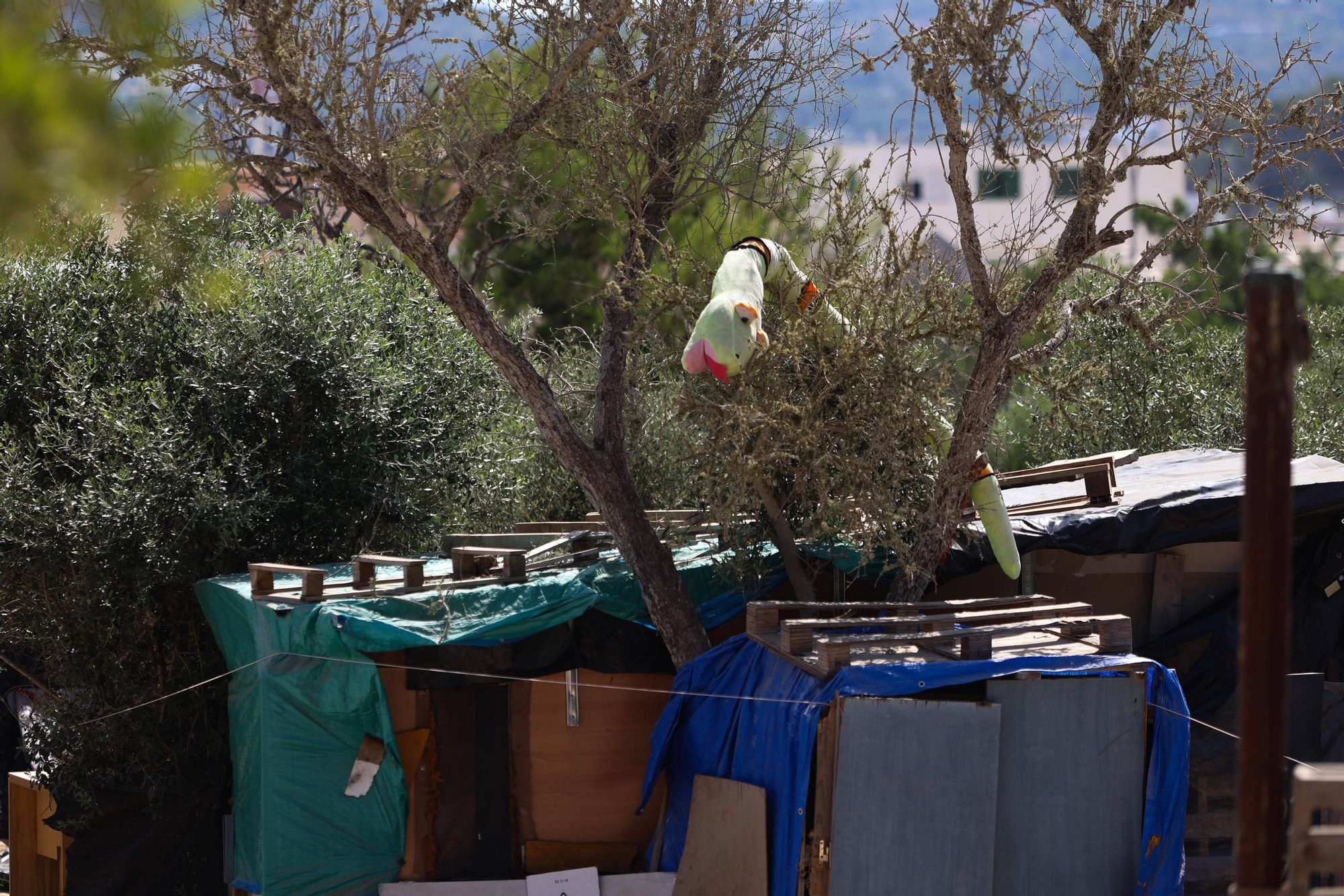 Todas las imágenes del desalojo de Can Rova 2 en Ibiza