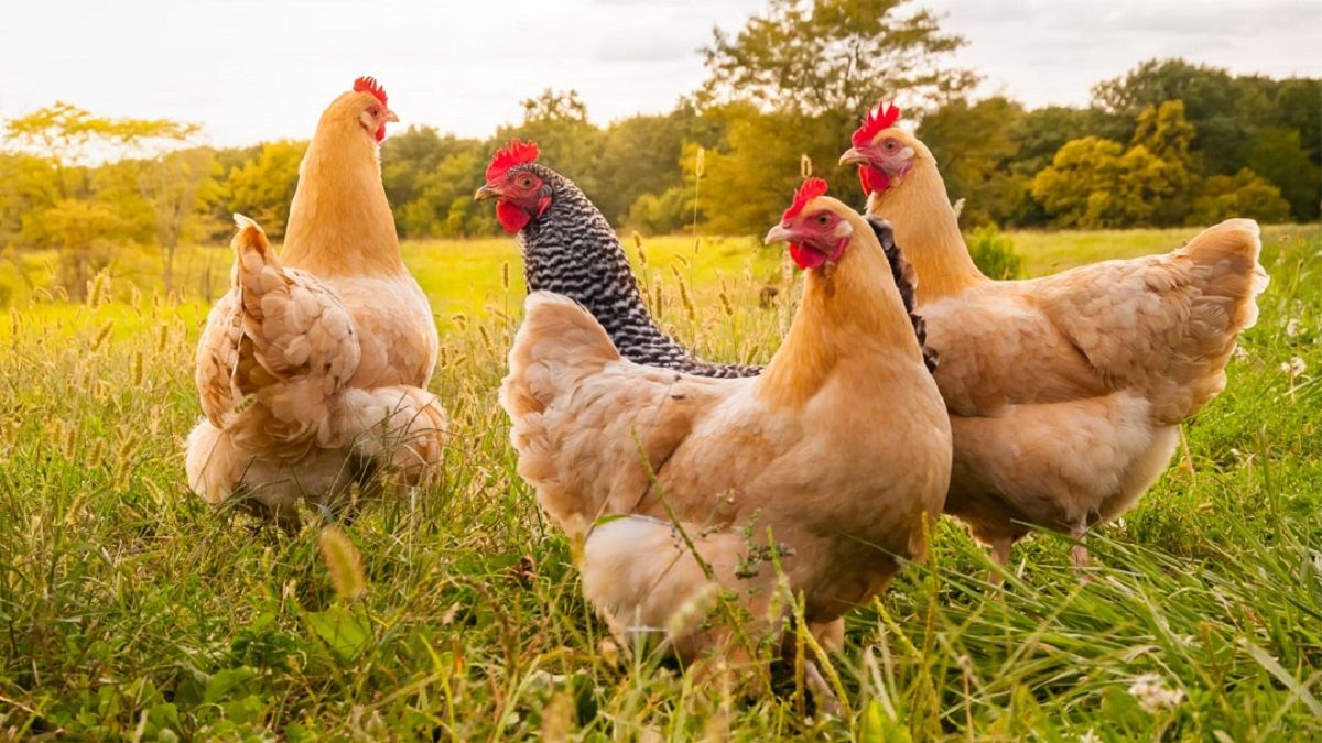 Se hace viral al enseñar lo que atacaba y se comía los pollos de la granja de su madre