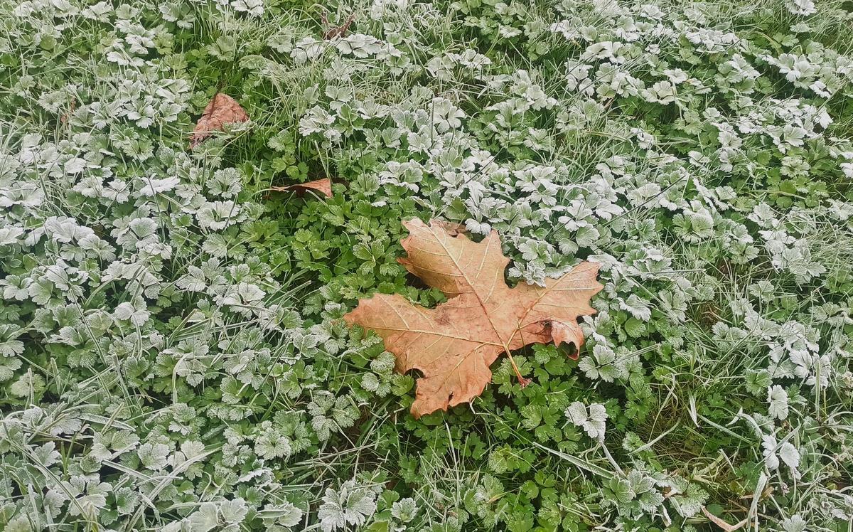 Helada por el frío.