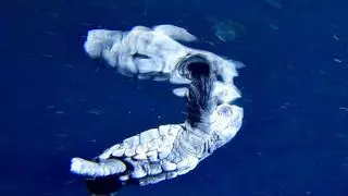 Multado un instructor de buceo con 100 euros por grabar a una cría de tortuga marina en Begur