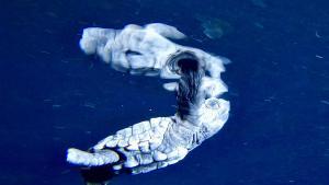 Multat amb 100 euros per gravar una cria de tortuga marina a Begur