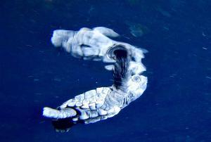 Multat amb 100 euros per gravar una cria de tortuga marina a Begur