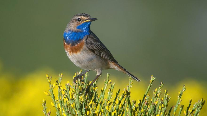 Ejemplar de pechiazul