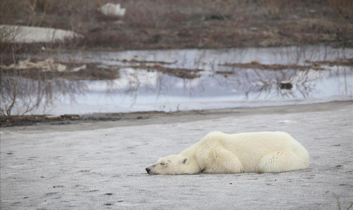 zentauroepp48685073 oso polar siberia190618132233