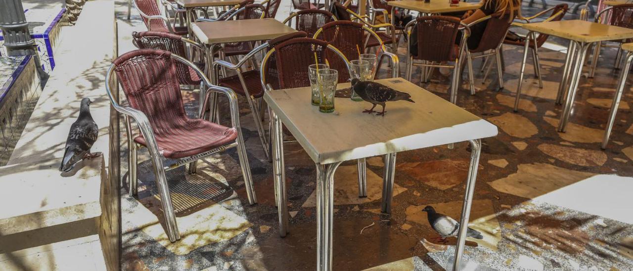 Aves que acuden a las mesas en busca de restos de comida, en la Glorieta. | ANTONIO AMORÓS