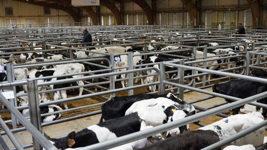 La agrupación de siete terneros por jaula dificulta la puja, según los compradores.