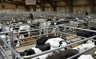 Compradores de recría dan plantón a la subasta en protesta por la digitalización