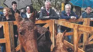 Ni la lluvia pudo con la devoción por el San Martiño de Teo en la Carballeira de Francos