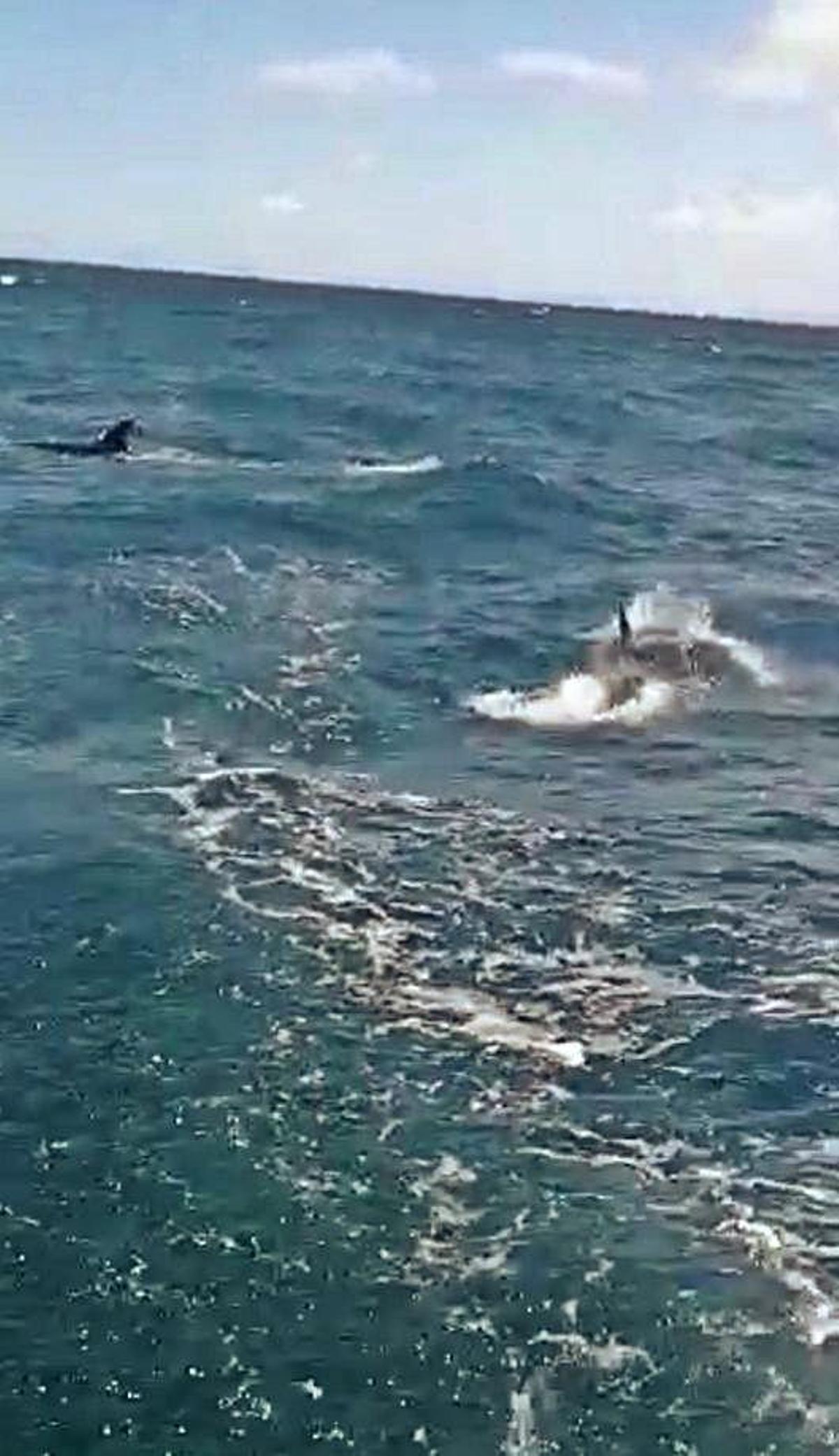 Un grupo de orcas ataca a dos veleros a cinco millas de Ons y devora el timón de uno de ellos