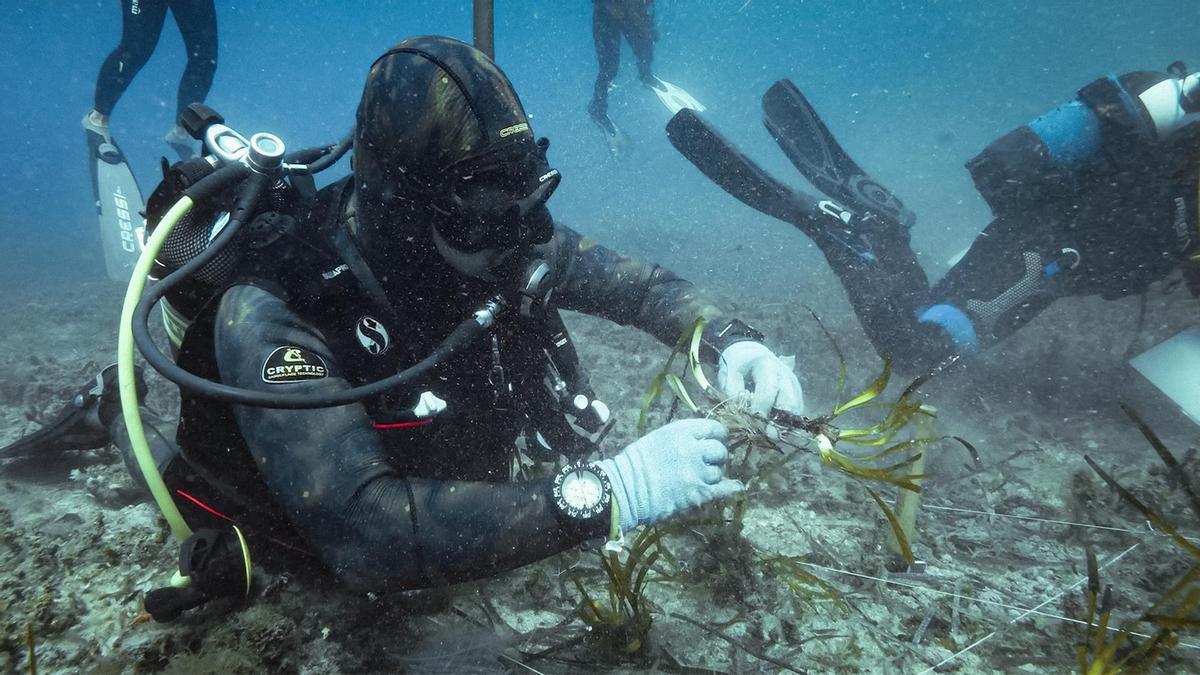 Un buzo realiza tareas de plantación de posidonia en La Pradera Cofidis