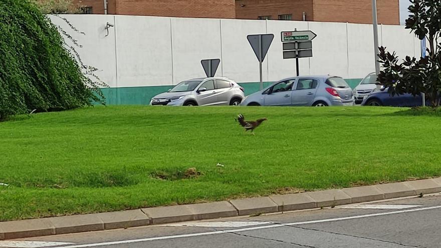 El gallo que se hizo dueño y señor de una rotonda en Castellón