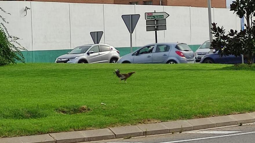 El curioso avistamiento en una rotonda de Castelló