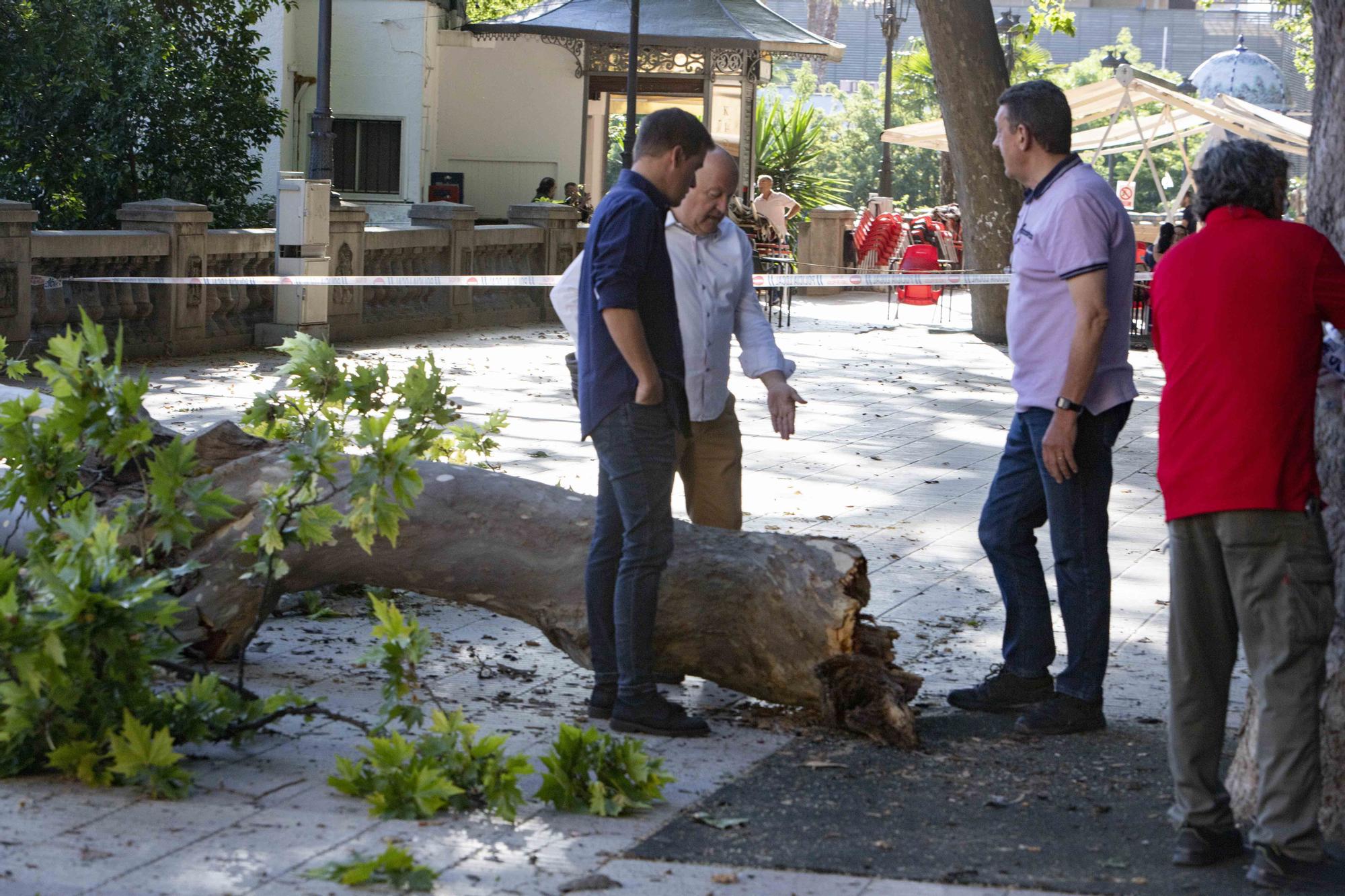 Se desprende una rama de grandes dimensiones de un platanero de l'Albereda de Xàtiva