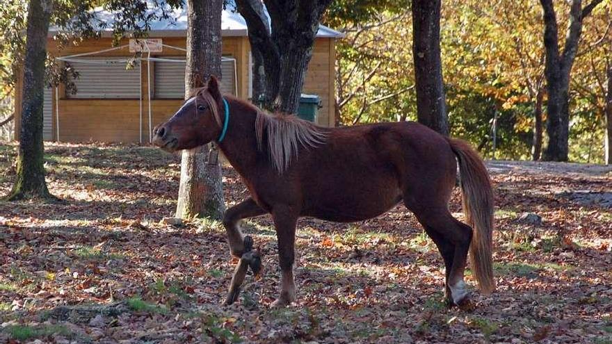 Un caballo con un cepo localizado en 2012 en el entorno de Chan de Arquiña.