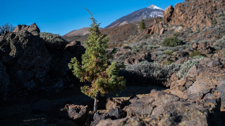 CANARY HERITAGE | It may not be the thousand-year-old dragon tree, but it’s also in Tenerife: Europe’s oldest tree.