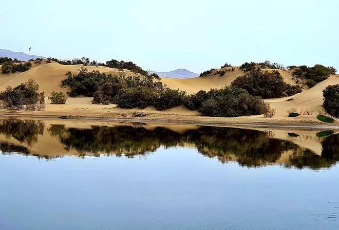 El origen del topónimo de la Playa de las Burras