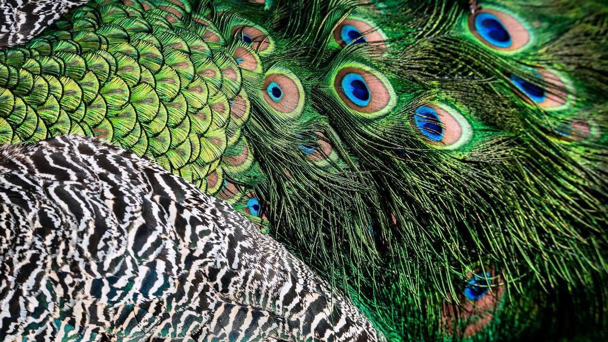 ¡Descifra el ave escondida!