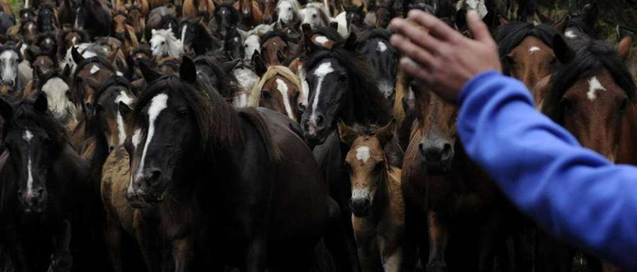 Bajada de los caballos del monte a la aldea de Sabucedo en 2014. // Bernabé/Javier Lalín