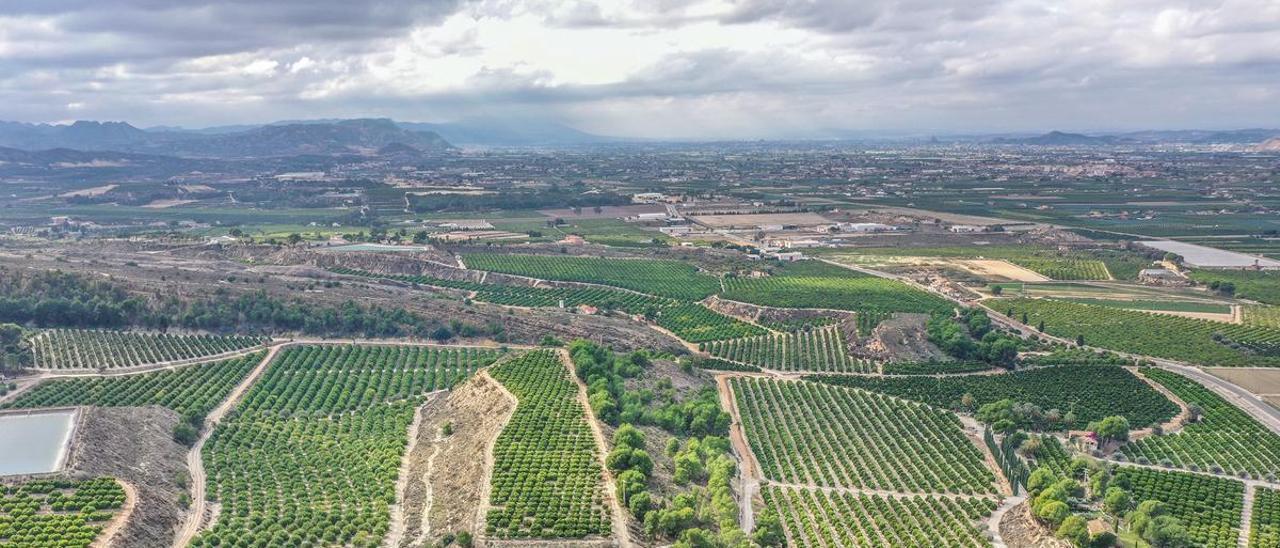 Vista panorámica de la Vega Baja con la huerta tradicional al fondo y cultivos regados por el trasvase en primer término, desde el Cabezo de Hurchillo