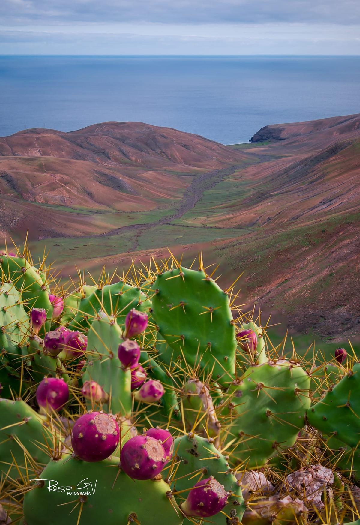 Tunos rojos y manto verde en el municipio de Yaiza