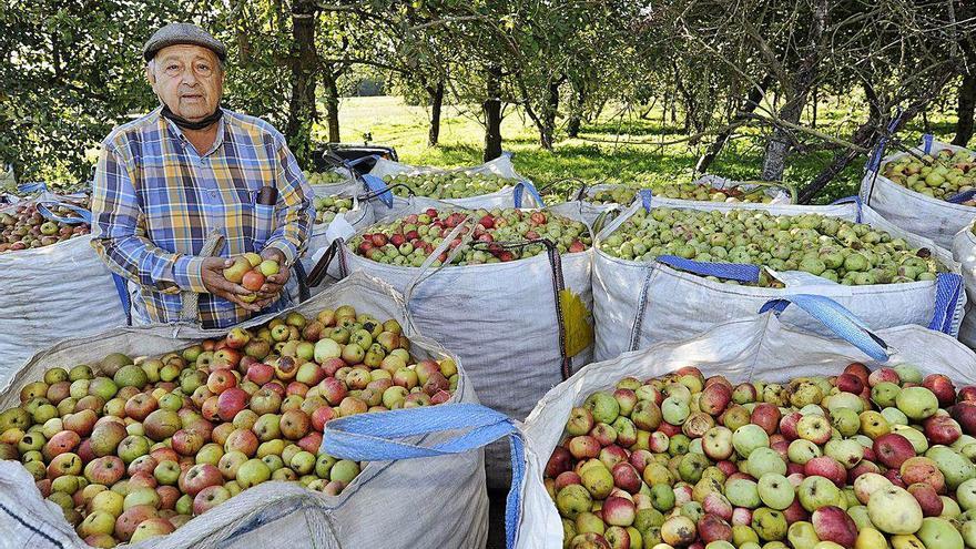 Maceira e Sidra pide prensa de manzana y almazara de olivas para el polígono agrario