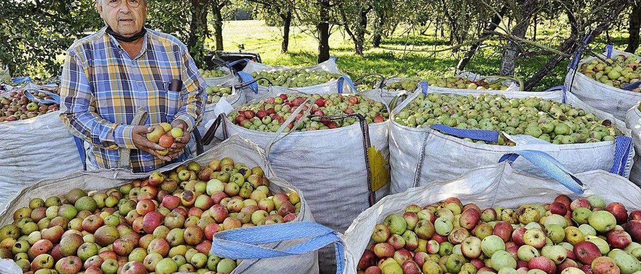 López Pampín, ayer, con sus manzanas de sidra en una de sus plantaciones de Moreira.