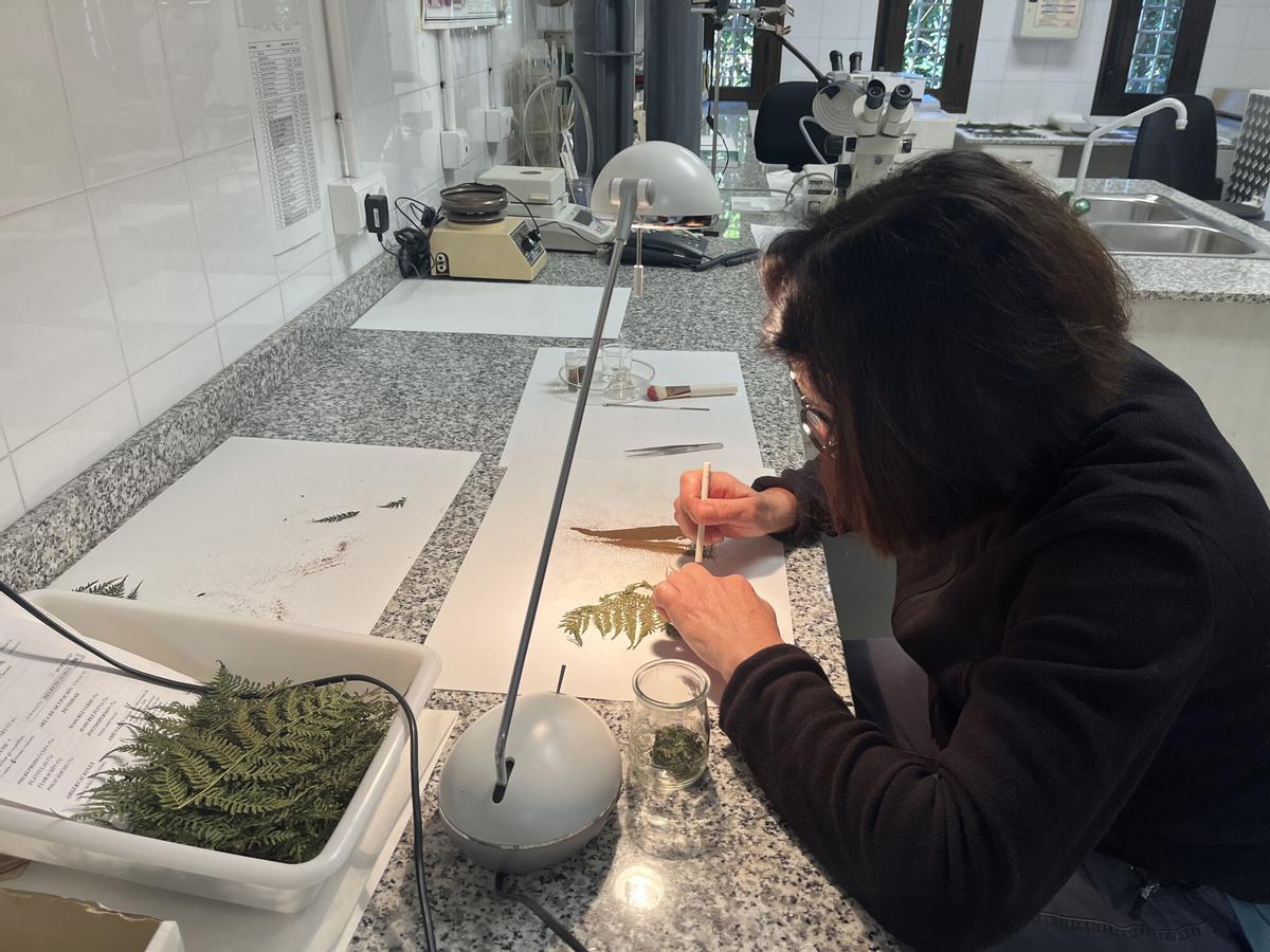 El Banco de Germoplasma Vegetal Andaluz: El Arca de Noé que custodia en Córdoba el futuro de la flora silvestre El Banco de Germoplasma Vegetal Andaluz: El Arca de Noé que custodia en Córdoba el futuro de la flora silvestre
