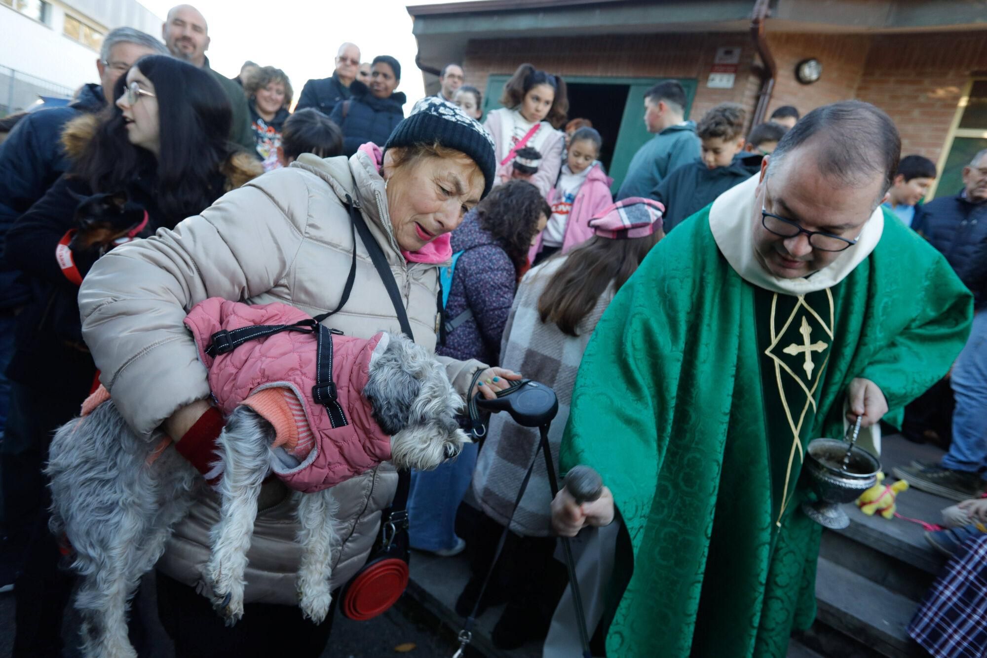 En imágenes: Así fue la bendición de animales por San Antonio en Avilés