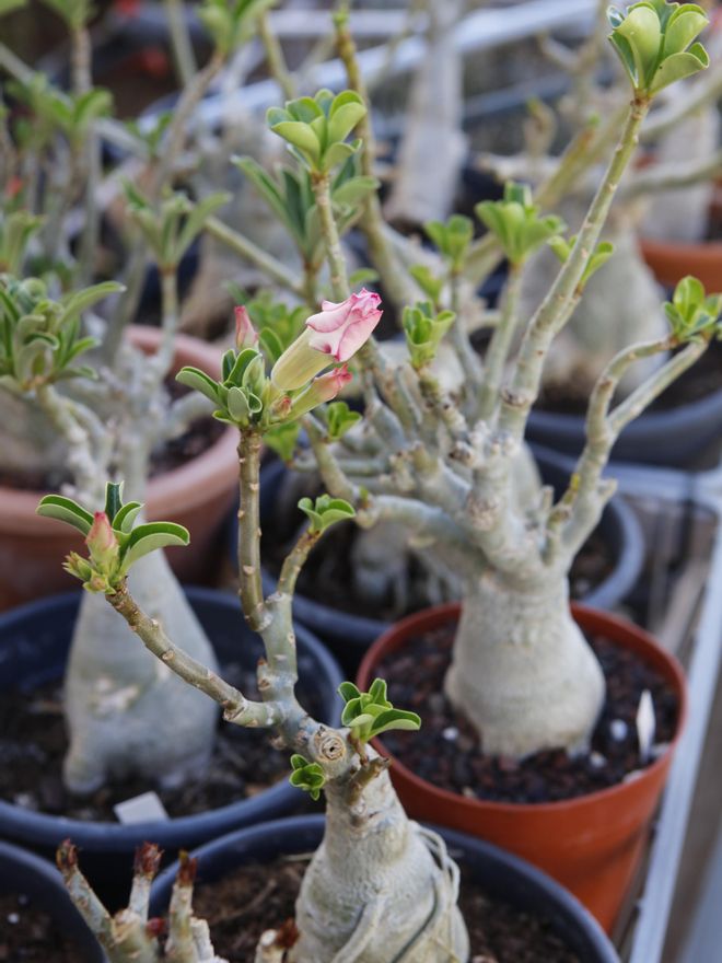 Die Wüstenblume („Adenium obesum“)