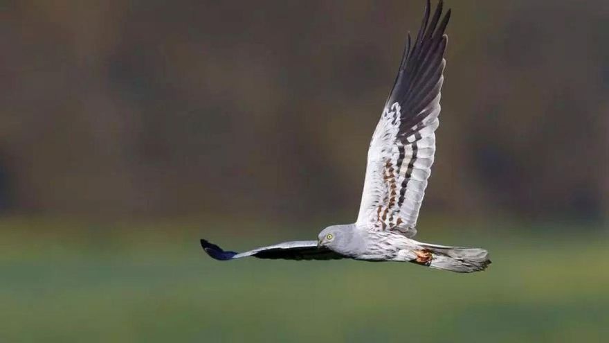 La Junta activa la campaña anual del aguilucho cenizo con más de medio millar de parejas reproductoras