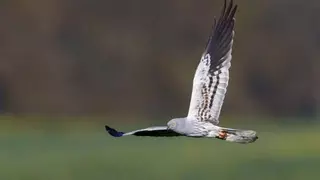 La Junta activa la campaña anual del aguilucho cenizo con más de medio millar de parejas reproductoras