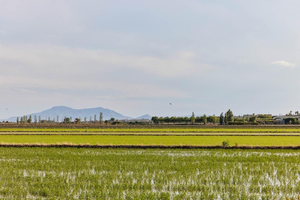 Pasea en bici por los arrozales del Delta del Ebro.