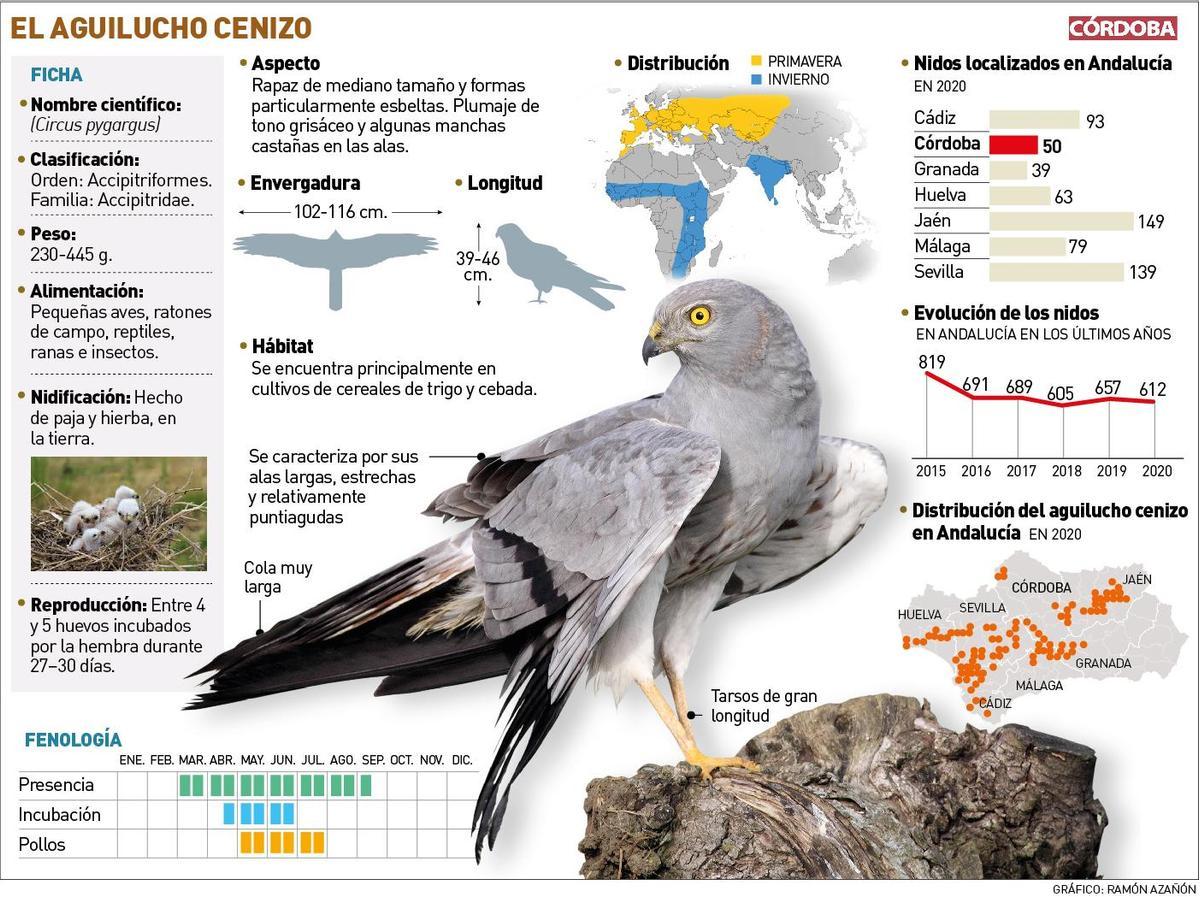 El aguilucho cenizo.