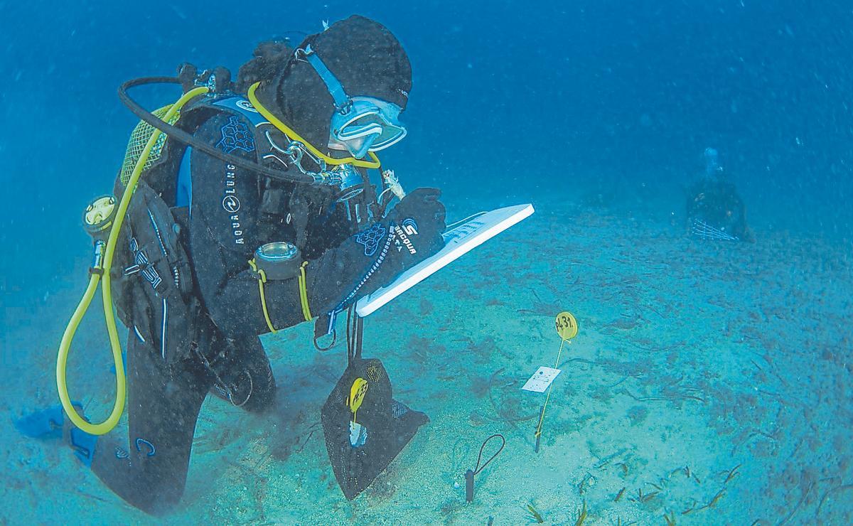 Un buzo del proyecto Acción Posidonia documenta la replantación frente a la playa de Fatares (Cartagena).